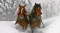 Landscapes nature Trees snow winter Animals Horses