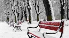 Landscapes nature Trees snow winter bench