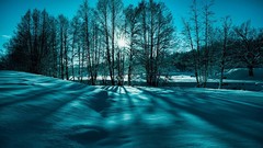 Landscapes nature Trees snow winter blue scene fantastic 