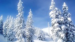 Landscapes nature Trees snow winter blue skies
