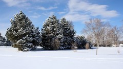 Landscapes nature Trees snow winter blue sky branches carpet