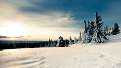 Landscapes nature Trees snow winter clouds