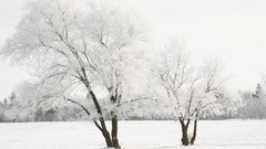 Landscapes nature Trees snow winter cold white frost Earth 