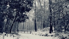 Landscapes nature Trees snow winter fences forests