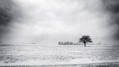 Landscapes nature Trees snow winter fields overcast grayscale