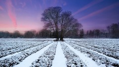 Landscapes nature Trees snow winter fields skyscapes