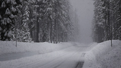 Landscapes nature Trees snow winter forest hail roads
