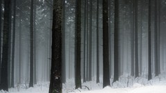 Landscapes nature Trees snow winter forests