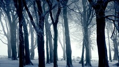 Landscapes nature Trees snow winter forests