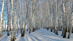 Landscapes nature Trees snow winter forests