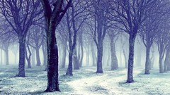 Landscapes nature Trees snow winter forests