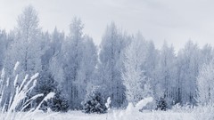 Landscapes nature Trees snow winter forests