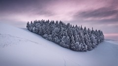 Landscapes nature Trees snow winter forests