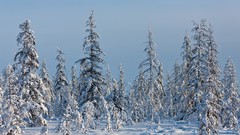 Landscapes nature Trees snow winter forests