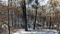 Landscapes nature Trees snow winter forests