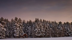 Landscapes nature Trees snow winter forests