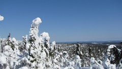 Landscapes nature Trees snow winter forests skylines