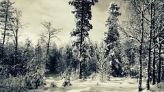 Landscapes nature Trees snow winter forests skyscapes