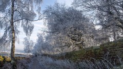 Landscapes nature Trees snow winter frost
