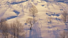 Landscapes nature Trees snow winter HDR Photography