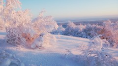 Landscapes nature Trees snow winter HDR Photography