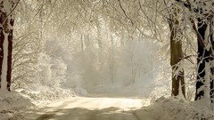 Landscapes nature Trees snow winter hoarfrost shadows