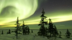 Landscapes nature Trees snow winter ice aurora borealis