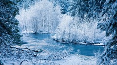 Landscapes nature Trees snow winter lakes forests