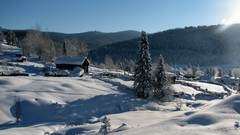 Landscapes nature Trees snow winter land