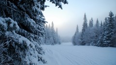 Landscapes nature Trees snow winter land forests