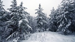 Landscapes nature Trees snow winter land forests