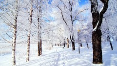 Landscapes nature Trees snow winter land Frozen Parks forests 