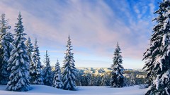 Landscapes nature Trees snow winter Mountains