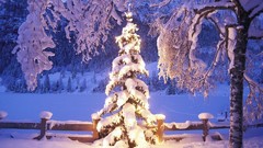 Landscapes nature Trees snow winter night