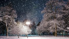 Landscapes nature Trees snow winter night light Parks