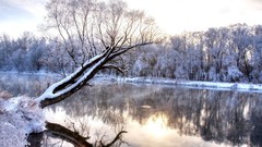 Landscapes nature Trees snow winter rivers forests