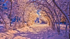 Landscapes nature Trees snow winter roads