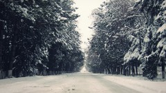 Landscapes nature Trees snow winter roads monochrome forests