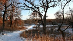 Landscapes nature Trees snow winter roads skylines