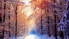 Landscapes nature Trees snow winter roads sunlight forests