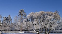 Landscapes nature Trees snow winter sky branches