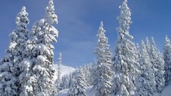 Landscapes nature Trees snow winter skylines