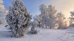 Landscapes nature Trees snow winter snow landscapes