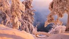 Landscapes nature Trees snow winter sun
