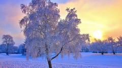 Landscapes nature Trees snow winter sun