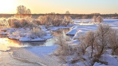 Landscapes nature Trees snow winter sun
