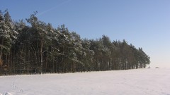 Landscapes nature Trees snow winter sun land Frozen fields 