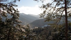 Landscapes nature Trees snow winter sunlight forests