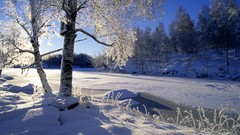 Landscapes nature Trees snow winter sunlight forests HDR 