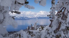 Landscapes nature Trees snow winter Tahoe